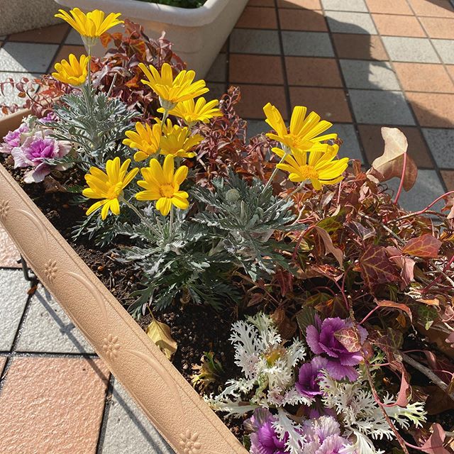 こんにちは！アニモフィオレンテ大沢店です！今日は暖かいですね！！外のお花も元気に咲いていますご来店いただく際は、ぜひお花も見てください♪#美容室#北越谷#BRP#美容求人#アシスタント募集#スタイリスト募集#アイリスト募集#美容学生#サロン見学#ママさん美容師#埼玉　#越谷