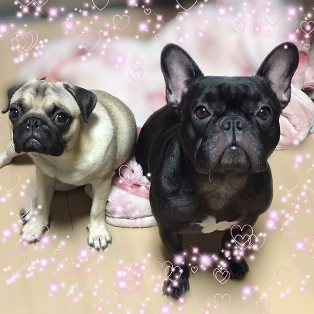 みなさま、ご無事でしたでしょうか？改めまして、１０月より異動してまいりました飛鳥馬です★うちの愛犬たちは台風の風や雨音でずっとビクビクしながらわたしの膝元にいました。浸水被害もなく無事でした！みなさまはいかがですか？そろそろイメチェンしたい季節じゃありませんか？？ノープランでもかまいません！ぜひアニモフィオレンテにお越しください！！ #美容師は天職だ #ネイリスト#アイリスト #日曜日定休#プライベート充実 #大人スタイル