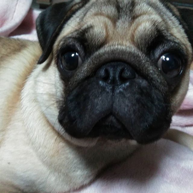 こんにちは！飛鳥馬です！19日と20日はせんげん台店に出勤いたしますので、ご指名のお客様にはご不便をおかけいたします。もし、ご希望の方はせんげん台でお待ちいたしております。#ナプラ#ナプラnドット#美容師は天職だ #ネイリスト#アイリスト #日曜日定休#プライベート充実 #しみないカラーパーマ #当日予約