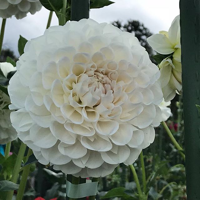 おはようございます。美容室アニモ蒲生店アシスタントの宗像です。日曜日に奈良に行って花を見てきました。キク科の種類でとても大きくて綺麗でした。#N.#エヌドット#ナプラ#Nドットセラム#ミルボン#Nドットシアミルク#お子様同伴ok #当日ご予約OK#ロブ#エルジューダ#エルジューダエマルジョン#草加#新田#草加公園#青柳#蒲生商店街#蒲生駅#ナシードカラー#女性スタッフのみ#スタッフみんな30代、花