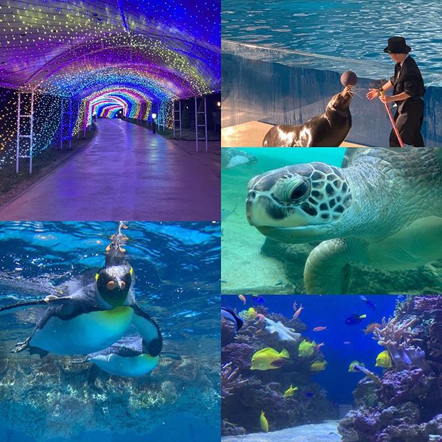 蒲生駅から徒歩８分っっ！！アニモ蒲生店店長の山口です️ 本日アニモ蒲生店は定休日を頂いておりますおやすみを頂いて八景島シーパラダイスに来ております水族館が大好きなのでオススメ水族館あったら教えて下さい️️#ナプラ#Nドットセラム#ミルボン#Nドットシアミルク#お子様同伴ok #当日ご予約OK#ロブ#エルジューダ#エルジューダエマルジョン#草加#新田#草加公園#青柳#蒲生商店街#蒲生駅#ナシードカラー#女性スタッフのみ#スタッフみんな30代️#ナピュール#ヘアビューロン#アレンジスタイル#ビューロンカールアイロン#2019