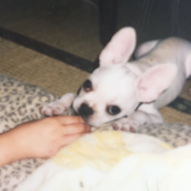 こんにちは、美容室アニモ蒲生店アシスタントの宗像です。以前、飼っていた愛犬のフレンダブルドッグ亡くなってしまったのですが、外で散歩していたら兔に間違われました。まだ、小さい頃なんですがまた、犬が飼える時に飼いたいです。  #N.#エヌドット#ナプラ#Nドットセラム#ミルボン#Nドットシアミルク#お子様同伴ok #当日ご予約OK#ロブ#エルジューダ#エルジューダエマルジョン#草加#新田#草加公園#青柳#蒲生商店街#蒲生駅#ナシードカラー#女性スタッフのみ#スタッフみんな30代️