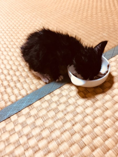 こんばんは！ 川間北口の阿部です！ 今日は仕事から帰ってきてご近所さんが子供が捨て猫を拾ってきて一時的に保護してるてかで子猫ちゃんを見せてもらいました。 大切に育ててくれる方を探してるとかで、良い人が見つかりますように！a href=”https://hellobrp.com” target=”_blank”>☆オフィシャルホームページはこちら☆ ☆川間北口店ホームページはこちら☆