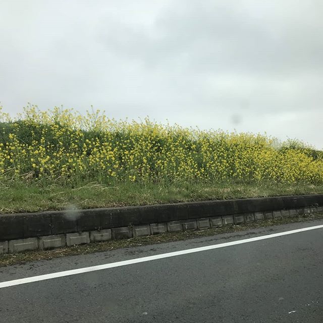 昨日午前中子供たちとおでかけに土手は菜の花でいっぱいでした！春ですね！本日も9じより営業してます！#N.#エヌドット#ナプラ#ミルボン#美容師の休日#美容師の卵#美容学生#美容師 #美容師募集 #スタッフ募集 #美容室 #美容専門学校 #美容師国家試験 #スタイリスト募集 #アシスタント募集 #ネイリスト募集 #美容好き #美容学生 #ママさん美容師 #アーバンパークライン #