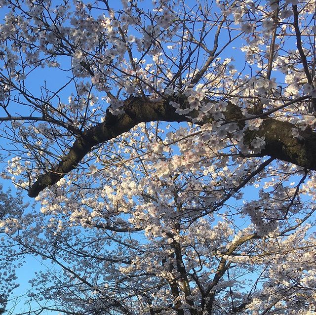 北口大島です 昨日とかの寒さで、今年は、桜が長く楽しめそうですね#N.#エヌドット#ナプラ#ミルボン#美容師の休日#美容師の卵#美容学生#美容師 #美容師募集 #スタッフ募集 #美容室 #美容専門学N.#エヌドット#ナプラ#ミルボン#美容師の休日#美容師の卵#美容学生#美容師 #美容師募集 #スタッフ募集 #美容室 #美容専門学校 #美容師国家試験 #スタイリスト募集 #アシスタント募集 #ネイリスト募集 #美容好き #美容学生 #ママさん美容師 #アーバンパークライン #セットアップ#桜