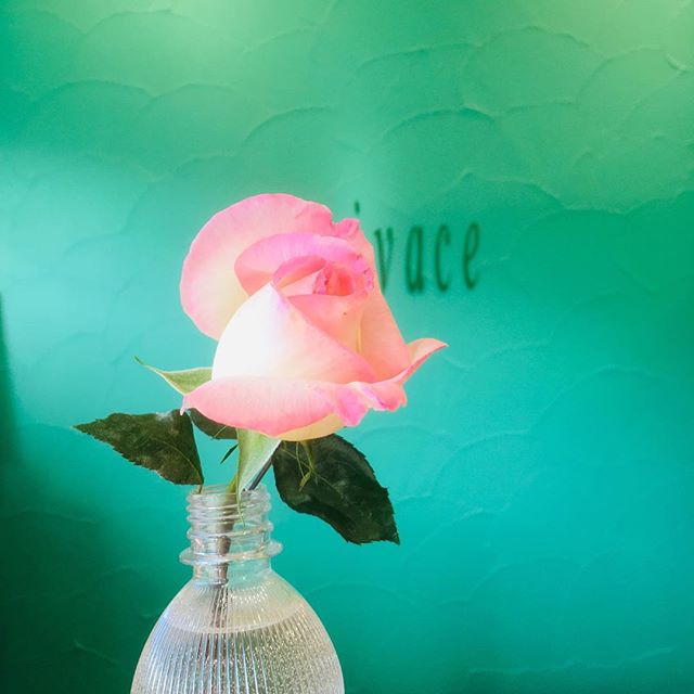 北口大島です。 今日、いつも当店をご利用下さっているお客様が、初めてお庭で咲いたという、バラのモナコを持ってきてくださいました。  品があってとても綺麗なバラです。心が清らかになるようで、癒されるました。  ありがとうございました。#N.#エヌドット#ナプラ#ミルボン#美には容師の休日#美容師の卵#美容学生#美容師 #美容師募集 #スタッフ募集 #美容室 #美容専門学N.#エヌドット#ナプラ#ミルボン#美容師の休日#美容師の卵#美容学生#美容師 #美容師募集 #スタッフ募集 #美容室 #美容専門学校 #美容師国家試験 #スタイリスト募集 #アシスタント募集 #ネイリスト募集 #美容好き #美容学生 #ママさん美容師 #アーバンパークライン #セットアップ#バラ