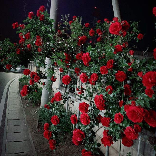 おはようございます。阿部です昨日から始めた夜のウォーキング️普段車で動くことが多くたまに歩くとこんなに素敵なバラに出会いました1時間半くらい歩き疲れたー今日も歩くぞー#N.#エヌドット#ナプラ#ミルボン#美容師の休日#美容師の卵#美容学生#美容師 #美容師募集 #スタッフ募集 #美容室 #美容専門学校 #美容師国家試験 #スタイリスト募集 #アシスタント募集 #ネイリスト募集 #美容好き #美容学生 #ママさん美容師 #アーバンパークライン #バラ#ウォーキング