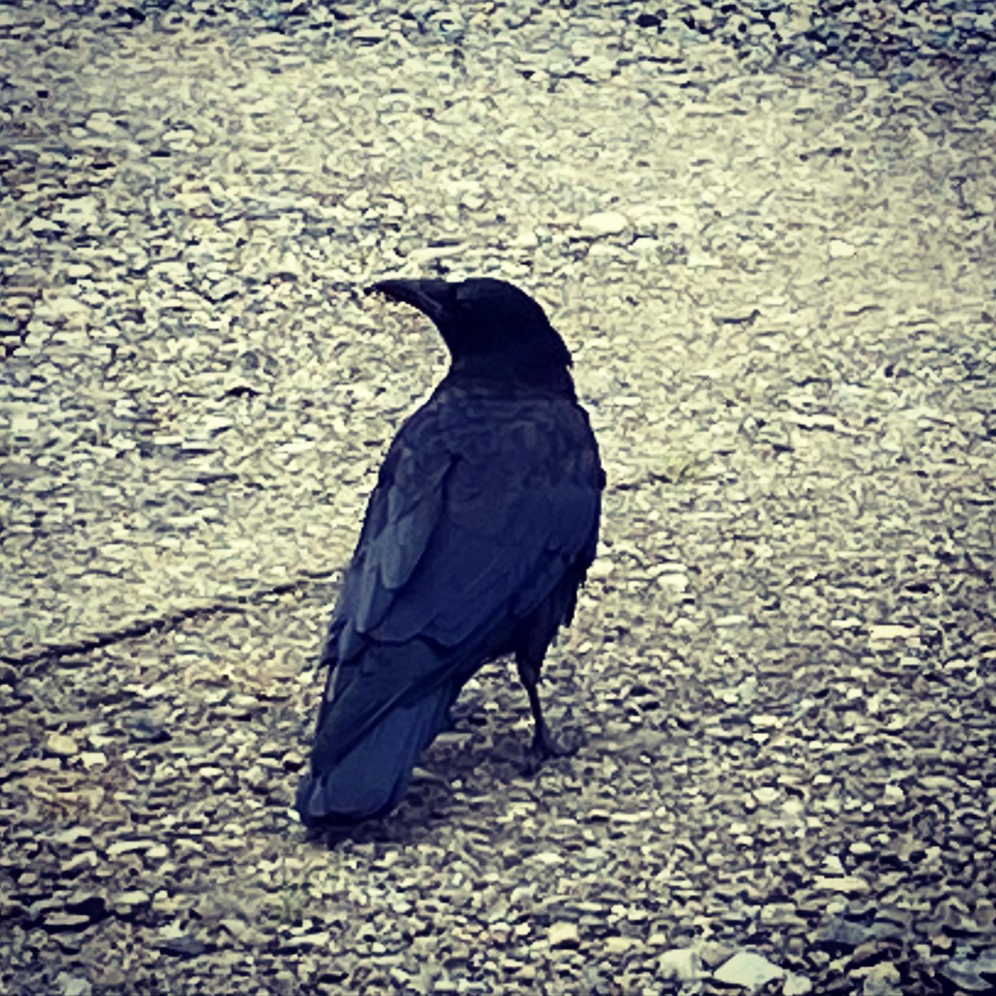 店長の阿部です今日も朝から暑い️️九州は台風ですが、私の実家は福岡なのでとても心配ですカラスが何か狙ってました近づいてもこっちにはまったく興味を持たず📸#N.#エヌドット#ナプラ#ミルボン#美容師の休日#美容師の卵#美容学生#美容師 #美容師募集 #スタッフ募集 #美容室 #美容専門学校 #美容師国家試験 #スタイリスト募集 #アシスタント募集 #ネイリスト募集 #美容好き #美容学生 #ママさん美容師 #アーバンパークライン #セットアップ#野田市#川間#緊急事態宣言#コロナ感染予防