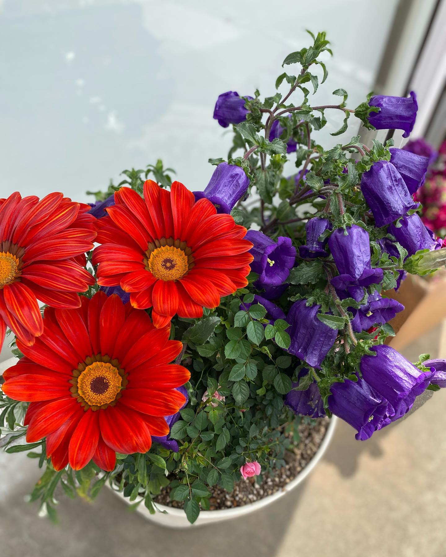 暖かくなりお花が綺麗に咲いてます