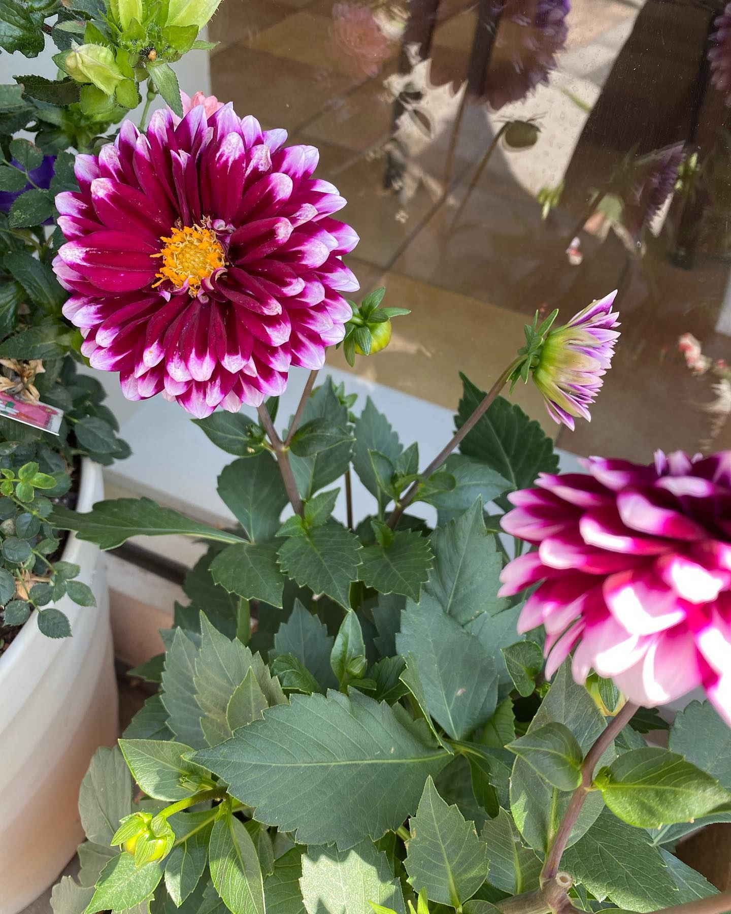 お店の外のお花が可愛く咲いてます