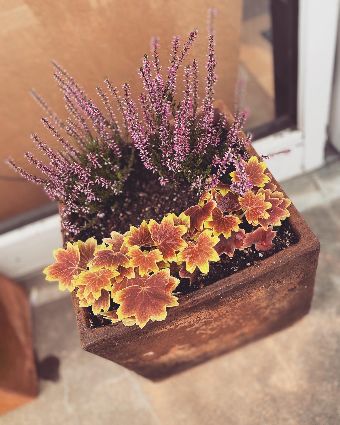 お店の外のお花が可愛く綺麗に咲いてます！