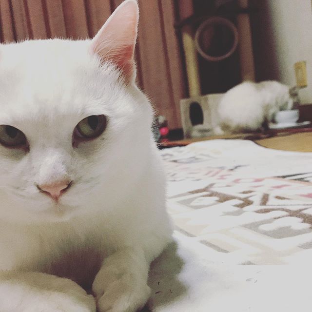 こんにちは！vivaceの大友です！最近の我が家のニャンズは花よりダンゴの食欲の春です！🤣 特にホワイトニャンズはヤバイです！食いしん坊過ぎて！#vivace  #vivace川間南口 #野田#野田市 #川間駅 #美容師 #美容専門学校 #美容好き #パーマ #デジタルパーマ #ショート #マッシュ #ボブ #ナプラ #N. #シアミルク #シアバター #ナシード#デザインパーマ