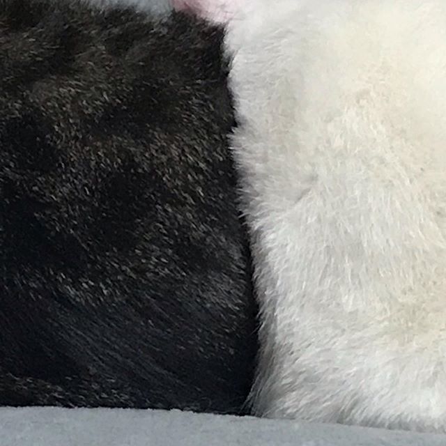 黒と白の怪しい毛玉。世の中では、3蜜要注意なのに我が家のニャンズは御構い無しです。そして、飼い主を冷めた目で、いいでしょう？みたいなイジワルな感じ。癒されるを通り越して、少し呆れてしまいました！vivace川間南口店  大友#vivace  #vivace川間南口 #野田#野田市 #川間駅 #美容師 #美容専門学校 #美容好き #パーマ #デジタルパーマ #ショート #マッシュ #ボブ #ナプラ #N. #シアミルク #シアバター