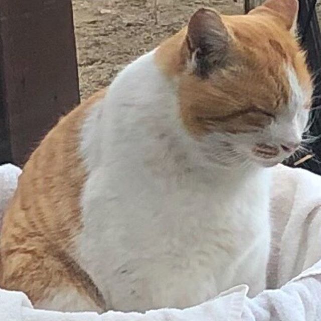 我が家の訪問者。南口店 田崎