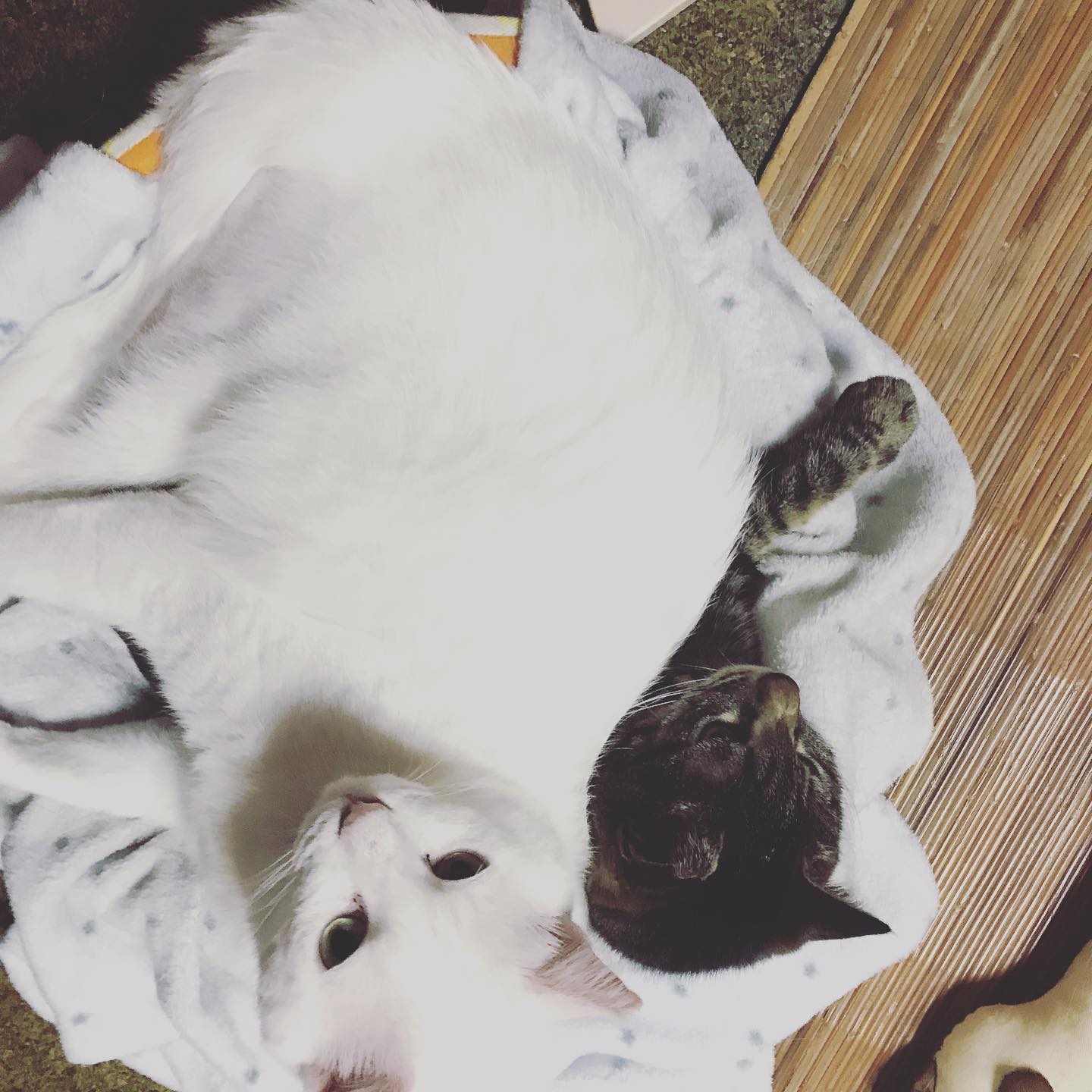 こんばんは！vivaceの大友です。わが屋のニャンズは、完璧ソーシャルディスタンスを無視して、こんな感じです。何度注意しても、関係ないらしい！困ったもんです。vivaceでは、なるべくの蜜を防げるように、しております。安心してご来店くださいね！#vivace  #vivace川間南口 #野田#野田市 #川間駅 #美容師 #美容専門学校 #美容好き #パーマ #デジタルパーマ #ショート #マッシュ #ボブ #ナプラ #N. #シアミルク #シアバター #ナシード#デザインパーマ#ピンク #ピンクベージュ #バイオレット #フォギーベージュ #ショコラブラウン#成人式 #卒業式  #七五三 #振袖 #袴 #成人式アップ #卒業式