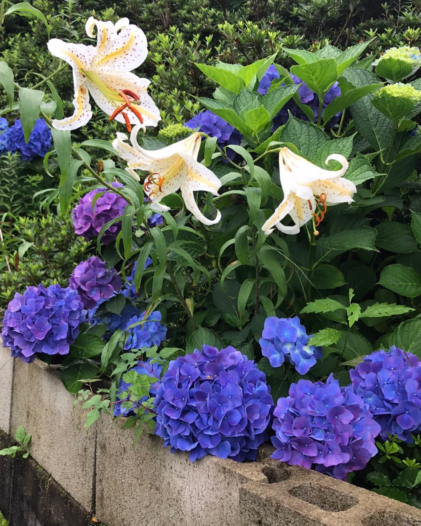 綺麗なお花癒されました#N. #Nドット #エヌドット #ナプラ #イルミナカラー #ミルボン #アディクシー #スロウカラー #美容師の休日 #美容師の卵 #美容師求人 #美容師募集 #スタッフ募集 #スタイリスト募集 #アシスタント募集 #ネイリスト募集 #美容好き #リクルート #日曜定休 #エルジューダ #アイラッシュ #埼玉美容師 #似合わせ #ヘアビューロン #ヘアビューザー