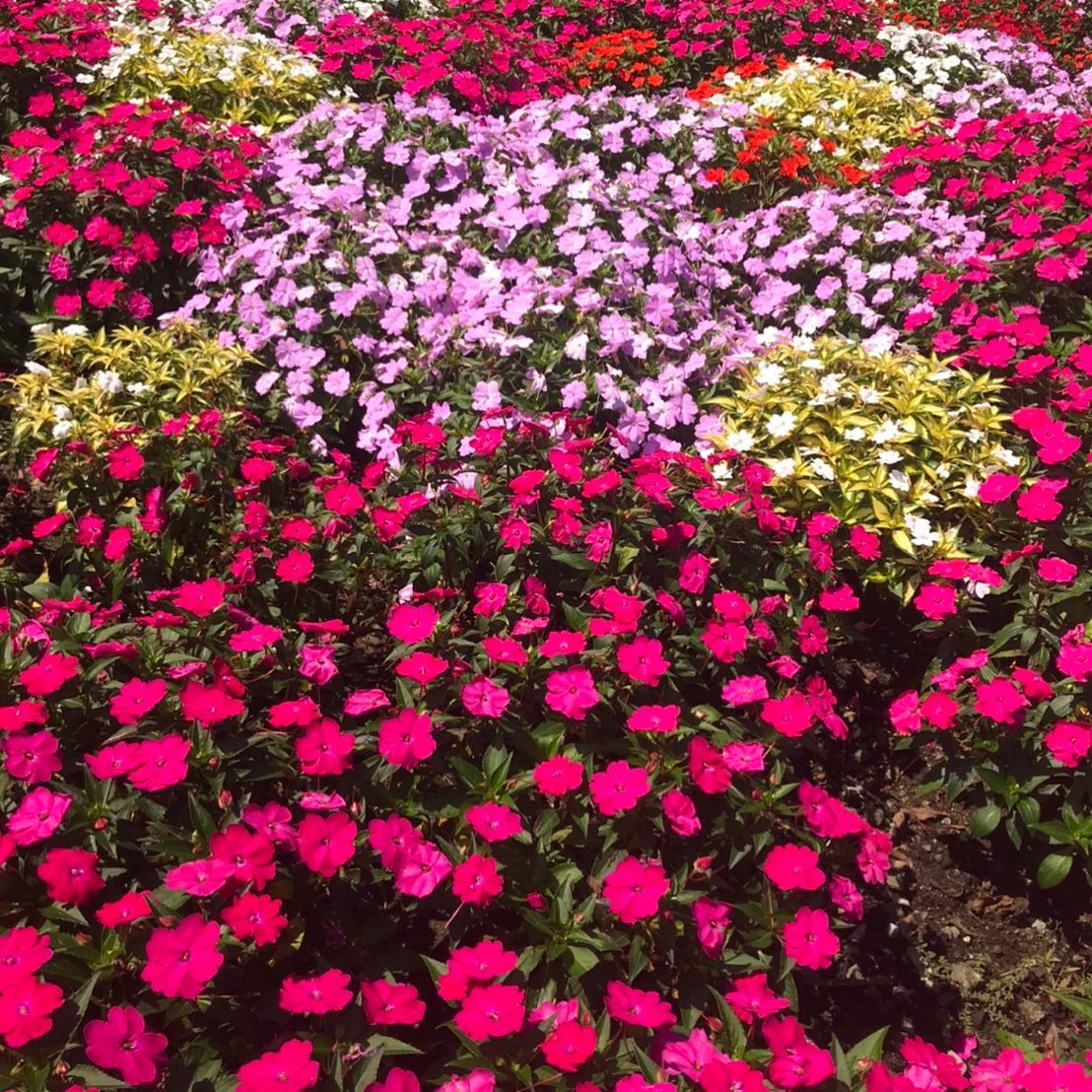 お花に癒されました本日もご予約取れます#N. #Nドット #エヌドット #ナプラ #イルミナカラー #ミルボン #アディクシー #スロウカラー #美容師の休日 #美容師の卵 #美容師求人 #美容師募集 #スタッフ募集 #スタイリスト募集 #アシスタント募集 #ネイリスト募集 #美容好き #リクルート #日曜定休 #エルジューダ #アイラッシュ #埼玉美容師 #似合わせ #ヘアビューロン #ヘアビューザー