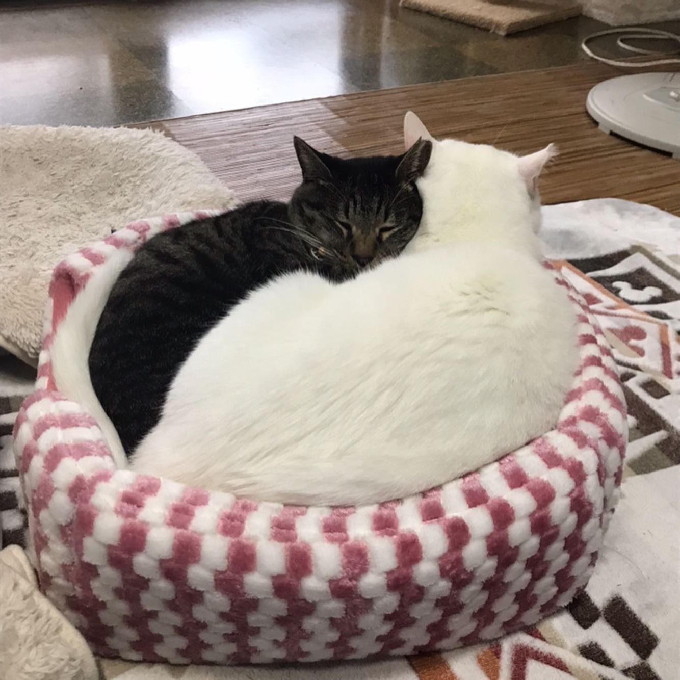 こんにちは！vivaceの大友です！11月になり、朝晩が肌寒い日が多くなってきましたね️我が家のニャンズ🐈も冬の近づきを感じると、やたら、くっついて固まって寝ています！お互いが温かいんでしょうね！皆さま、風邪の季節です！消毒、手洗い、うがいをしっかりして、風邪予防していきましょうね！#vivace  #vivace川間南口 #野田#野田市 #川間駅 #美容師 #美容専門学校 #美容好き #パーマ #デジタルパーマ #ショート #マッシュ #ボブ #ナプラ #N. #シアミルク #シアバター #ナシード#デザインパーマ#ピンク #ピンクベージュ #バイオレット #フォギーベージュ #ショコラブラウン#成人式 #卒業式  #七五三 #振袖 #袴 #成人式アップ #卒業式