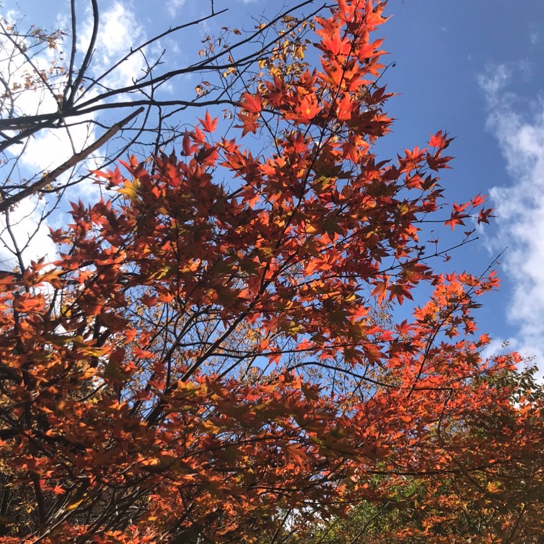 紅葉の時期ですぐ、本格的な冬がきますね乾燥で髪も変わってきますよね新しいメニュー、ケアリファイントリートメントオススメですお待ちしてます！