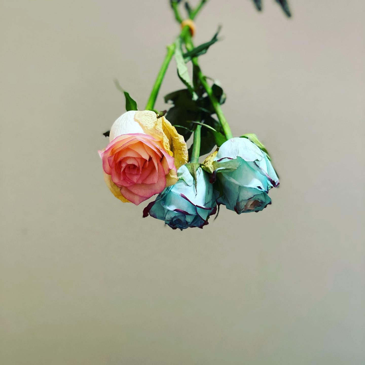 もらったお花でドライフラワーにバラだと長くたのしめるのでいいですね・スタイリスト阿部川・#N. #Nドット #エヌドット #ナプラ #イルミナカラー #ミルボン #アディクシー #スロウカラー #美容師の休日 #美容師の卵 #美容師求人 #美容師募集 #スタッフ募集 #スタイリスト募集 #アシスタント募集 #ネイリスト募集 #美容好き #リクルート #日曜定休 #エルジューダ #アイラッシュ #埼玉美容師 #似合わせ #ヘアビューロン #ヘアビューザー