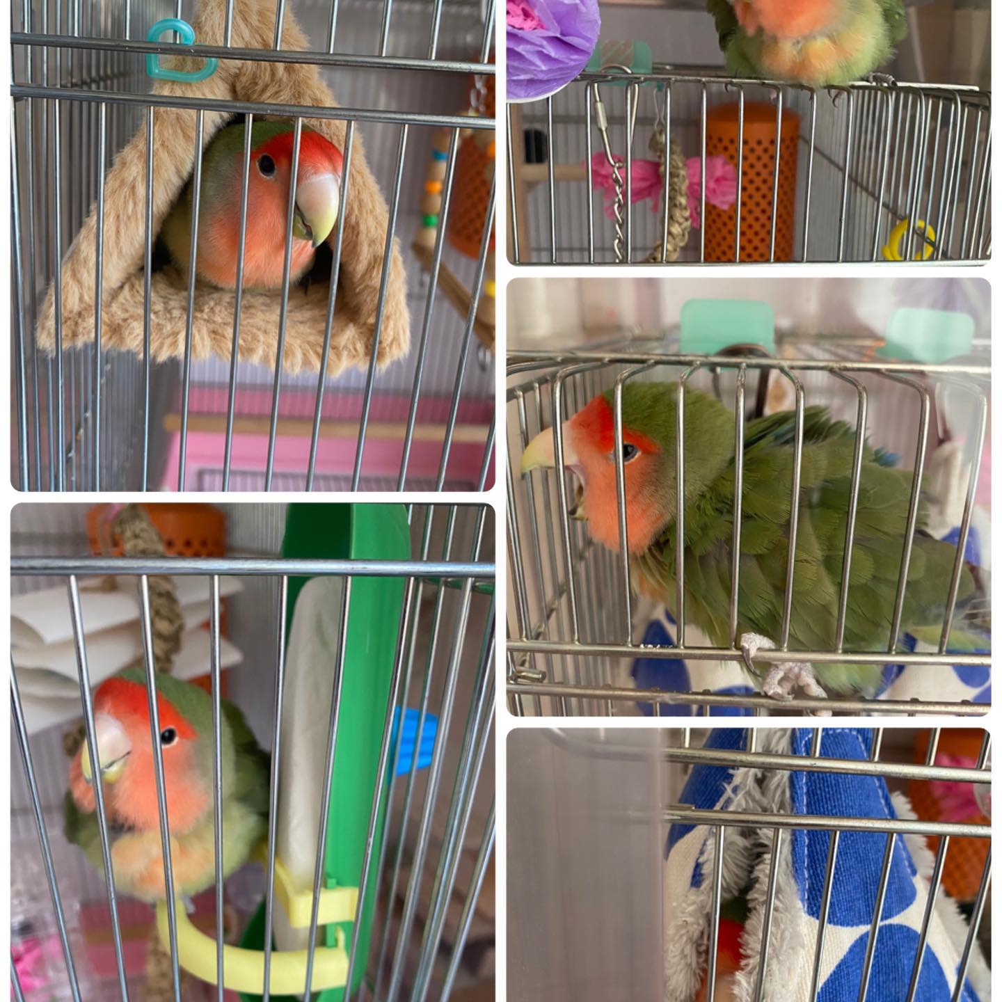 こんばんは★猫さんが大好きな 松尾です。ですが 他の動物も大好きです友人の小桜インコのプッチ🦜さんです❣️元気いっぱいで、まんまるくって可愛いですね動物って なんて 心の癒しなのでしょうか^_^いつまででも みていられますねvivace南口店 松尾vivaceでは引き続きお客様に安心してご来店頂けますよう、感染症予防対策にさらなる徹底をして参ります。感染予防対策として…全スタッフの手洗いうがい、検温、健康管理、お店の換気をいつも以上に徹底。ご来店いただいたお客様への検温。(37.5度以上ある方は施術をお断りさせていただいております。)消毒器の設置・お入りいただく際に必ず、手指およびお洋服を高機能除菌液にて消毒していただいております。スタッフ全員の完全マスク着用。お客様が席を変わる毎にテーブル、椅子、お手洗いやシャンプー台、ロッカーなど、接触する部分のアルコール消毒。お客様毎にスタッフの手指消毒および、器具のアルコール消毒を徹底。タオルは清潔を重視したプライベートタオル(使い切り)を使用。等、対策をさらに徹底することで、引き続き感染防止に努めております。お客様が、安心してリラックスできる環境作りを徹底すると共に、1人でも多くのお客様のキレイのお手伝いが出来る様にスタッフ一同、努力して参ります。ご来店心よりお待ちしております。#N. #Nドット #エヌドット #ナプラ #イルミナカラー #ミルボン #アディクシー #スロウカラー #美容師の休日 #美容師の卵 #美容師求人 #美容師募集 #スタッフ募集 #スタイリスト募集 #アシスタント募集 #ネイリスト募集 #美容好き #リクルート #日曜定休 #エルジューダ #アイラッシュ #埼玉美容師 #似合わせ #ヘアビューロン #ヘアビューザー