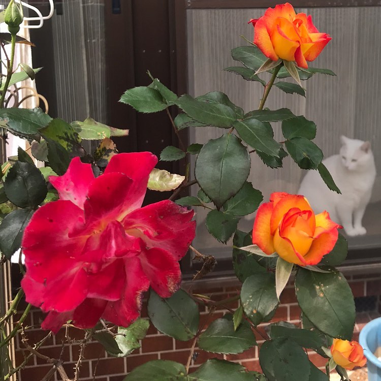 こんにちは️vivaceの大友です。庭に咲いた、薔薇の花を撮影していたら、縁側に猫がでてきました！花札のような絵面になってしまいました。🤗春はお花が綺麗で嬉しいですね❣️🤗GWまだご予約お好きなお時間空いてます！vivaceでは引き続きお客様に安心してご来店頂けますよう、感染症予防対策にさらなる徹底をして参ります。感染予防対策として…全スタッフの手洗いうがい、検温、健康管理、お店の換気をいつも以上に徹底。ご来店いただいたお客様への検温。(37.5度以上ある方は施術をお断りさせていただいております。)消毒器の設置・お入りいただく際に必ず、手指およびお洋服を高機能除菌液にて消毒していただいております。スタッフ全員の完全マスク着用。お客様が席を変わる毎にテーブル、椅子、お手洗いやシャンプー台、ロッカーなど、接触する部分のアルコール消毒。お客様毎にスタッフの手指消毒および、器具のアルコール消毒を徹底。タオルは清潔を重視したプライベートタオル（使い切り）を使用。等、対策をさらに徹底することで、引き続き感染防止に努めております。お客様が、安心してリラックスできる環境作りを徹底すると共に、1人でも多くのお客様のキレイのお手伝いが出来る様にスタッフ一同、努力して参ります。ご来店心よりお待ちしております。N. #Nドット #エヌドット #ナプラ #イルミナカラー #ミルボン #アディクシー #スロウカラー #美容師の休日 #美容師の卵 #美容師求人 #美容師募集 #スタッフ募集 #スタイリスト募集 #アシスタント募集 #ネイリスト募集 #美容好き #リクルート #日曜定休 #エルジューダ #アイラッシュ #埼玉美容師 #似合わせ #ヘアビューロン #ヘアビューザー