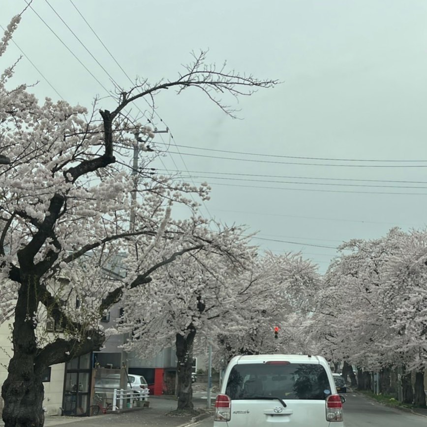 地元の青森はちょうど今桜が満開みたいです！