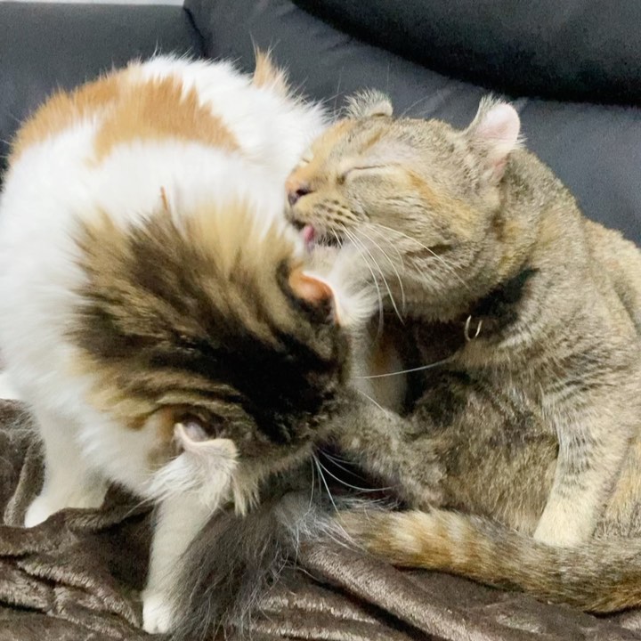 ・・・こんにちは美容室アニモフィオレンテせんげん台西口店 スタイリスト長崎です！ ・我が家の猫たちですお休みの日は、家でのんびり猫たちに癒されてます?冬毛はふかふかで柔らかいので、吸い甲斐がありますね笑・animoフィオレンテせんげん台西口店TEL048-993-4243.access埼玉県越谷市せんげん台西1-20-6 1F.OPEN/9:00?18:00定休日/毎週日曜日、第2、第3月曜日..#ナフ゜ラ#Nト゛ットセラム#Nト゛ットシアミルク #当日こ゛予約OK#ミルホ゛ン#エルシ゛ュータ゛#エルシ゛ュタ゛エマルシ゛ョン#リファストレートアイロン#縮毛矯正  #美容室  #BRP #美容求人 #猫#ねこすたぐらむ #ねこ #猫のいる暮らし #猫 #ネコスタグラム #にゃんすたぐらむ #アメリカンカール