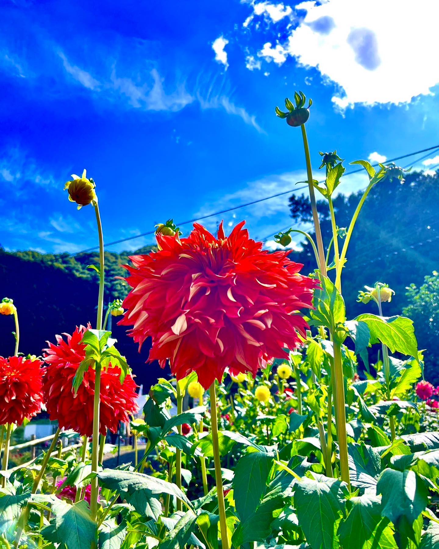 美容室アニモanimo吉川店